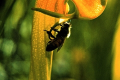 PITCHER_PLANT_72dpi_large