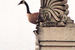 WINGED_GOOSE_72_large